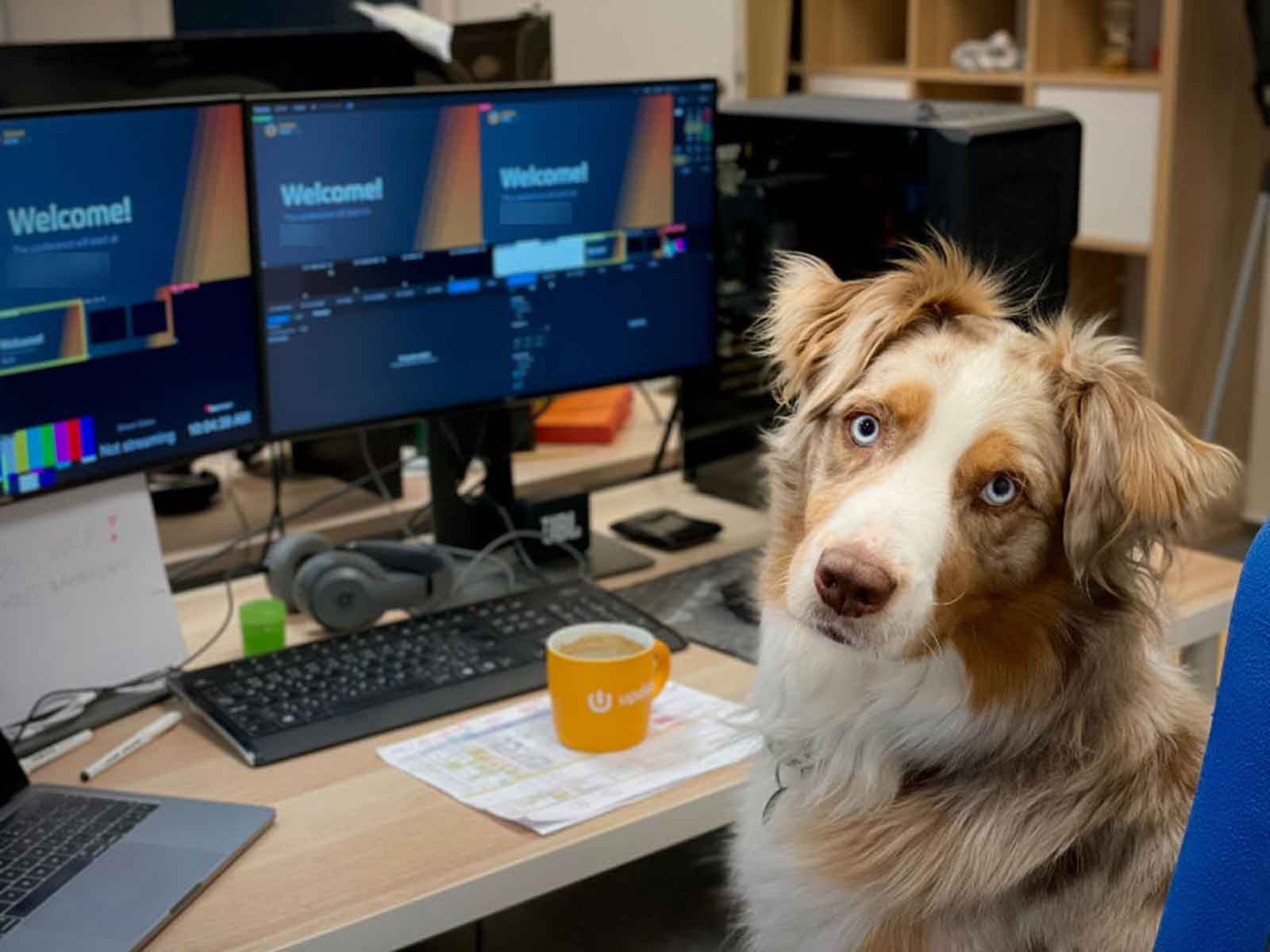 Dog Sitting at Desk Behind Computer