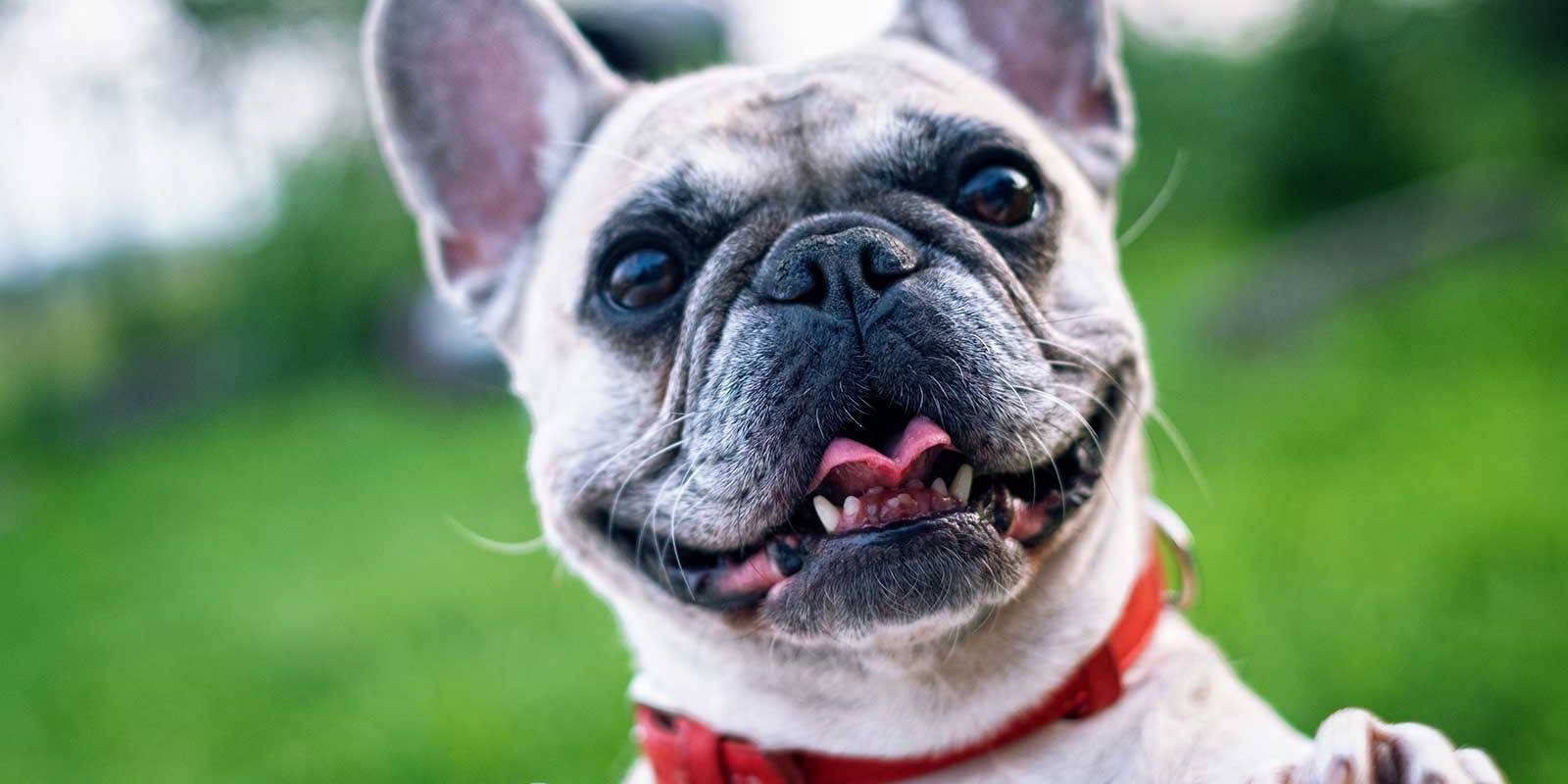 Smiling Frenchie 1 The Best Small Dog Fence Ranked (2024)