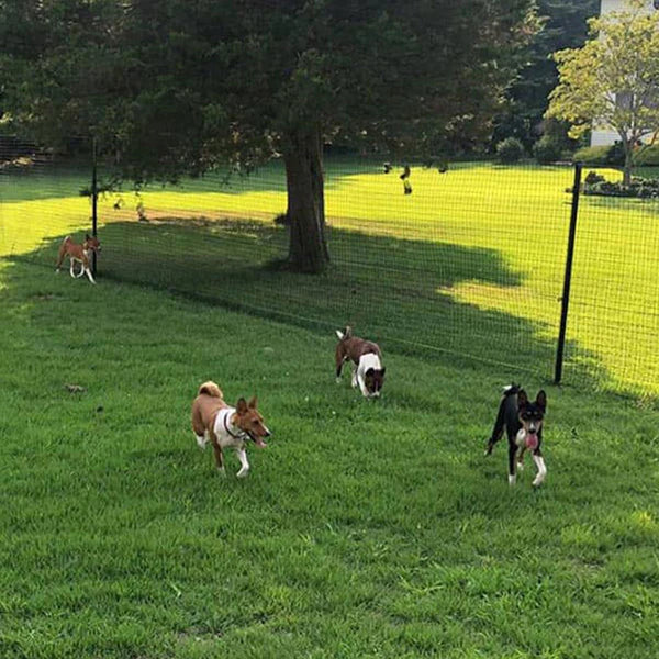 Four dogs in a fenced-in yard