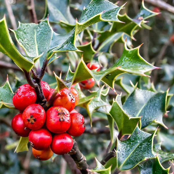 Red holly