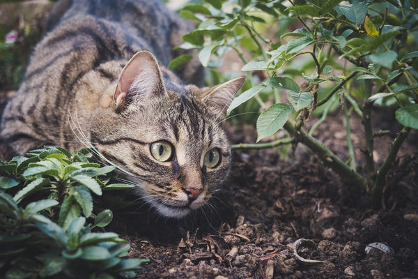 Cat hunts bugs and explores outdoor area