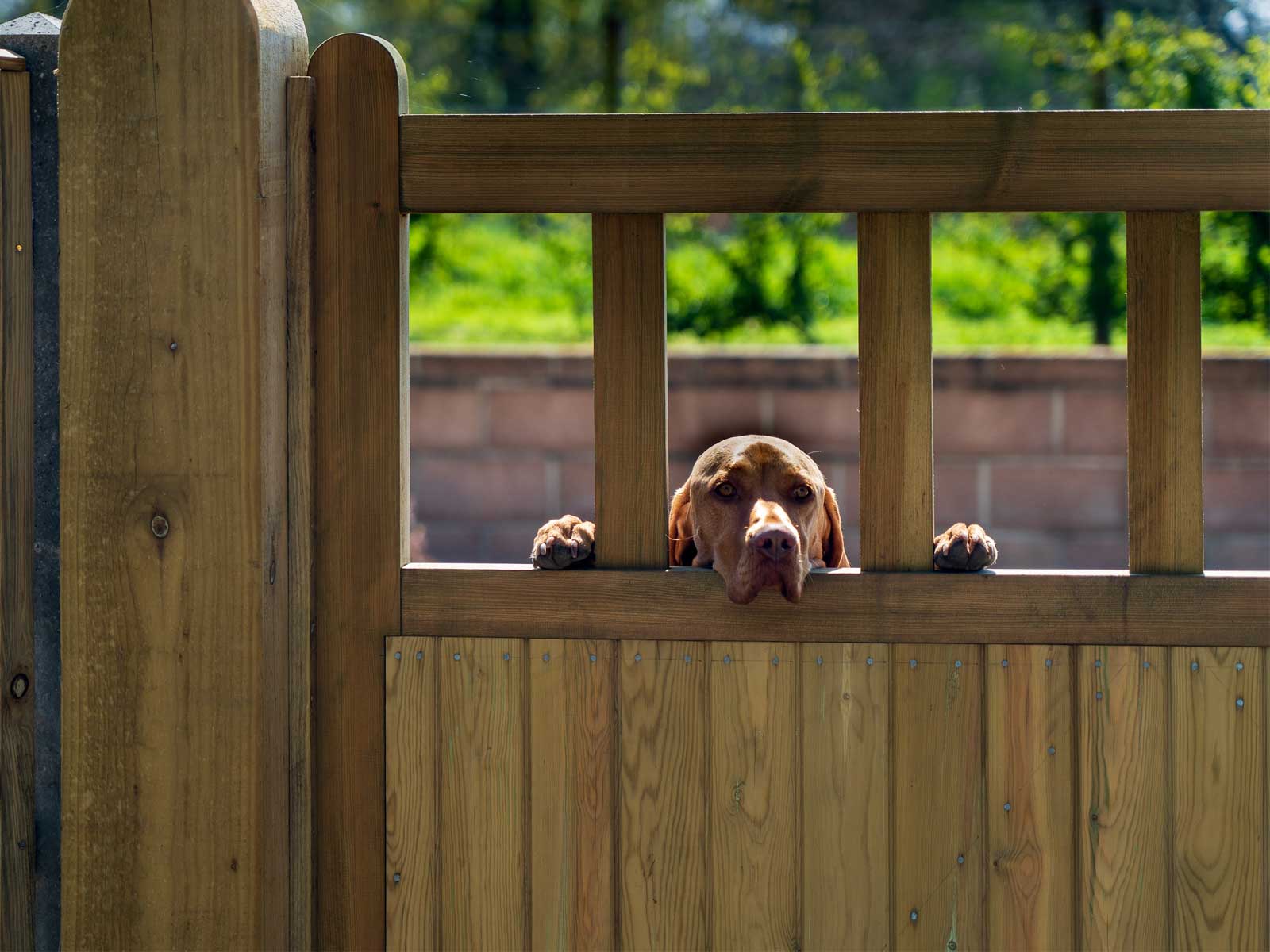 A brown dog looking through a fence