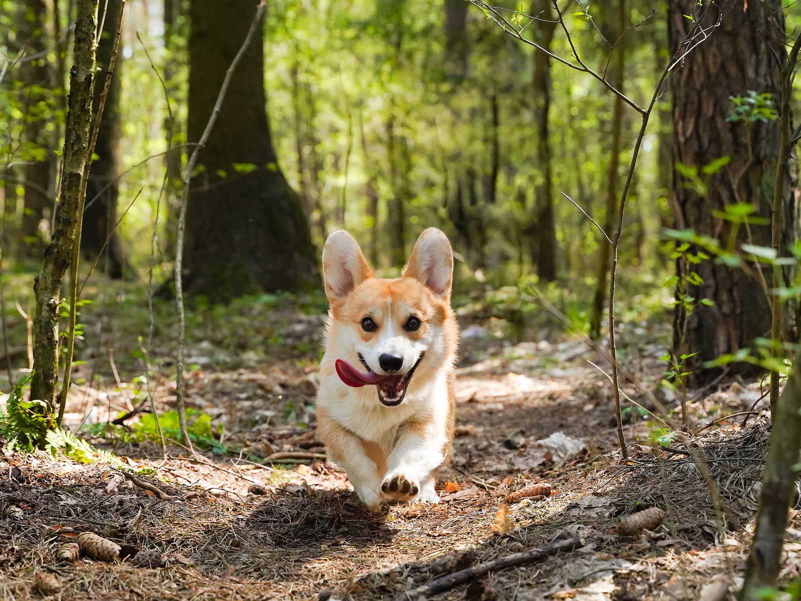 A Corgi running through the woods