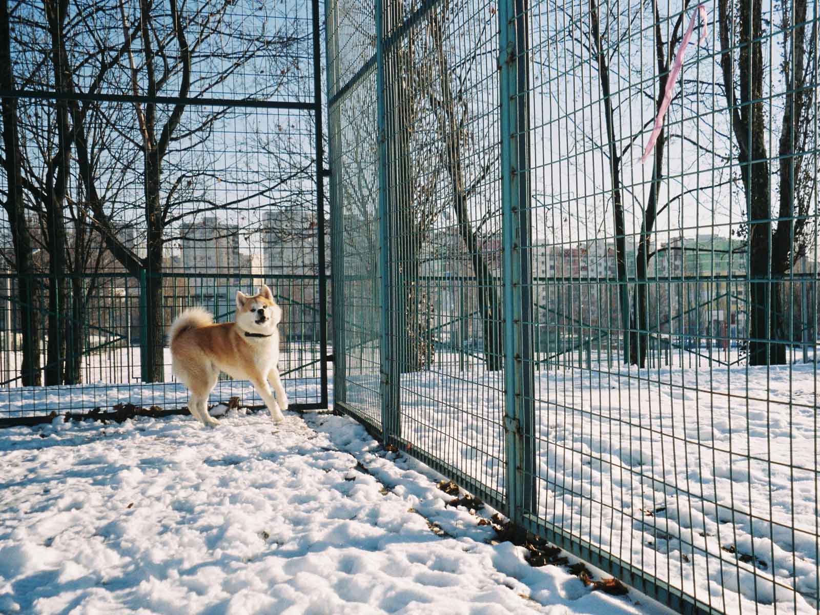 A dog in an enclosure