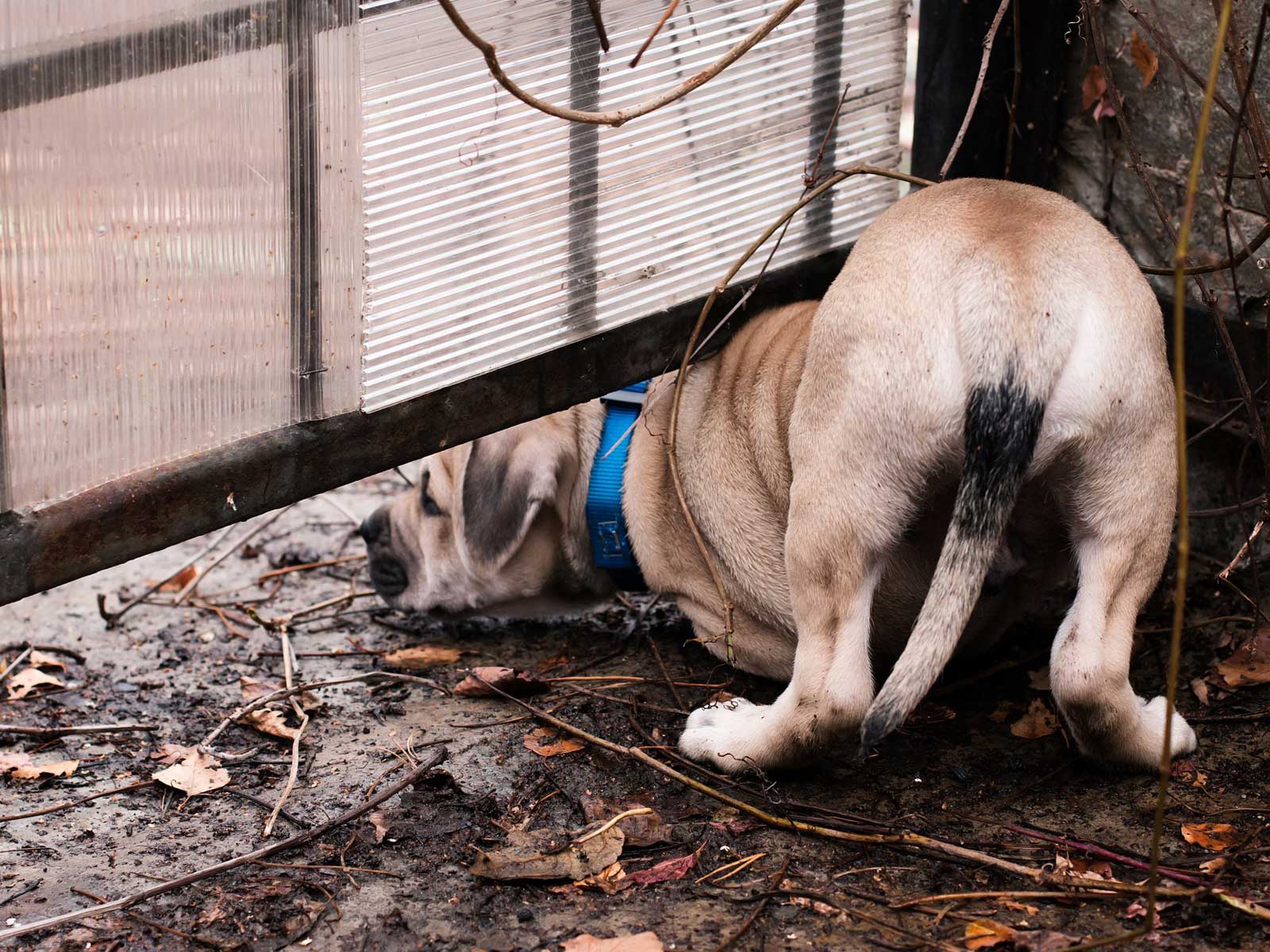A dog looking under a fence