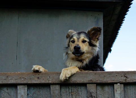 Dog Standing With Front Paws On Top Of Fence