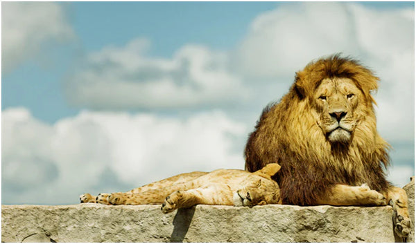 A lioness sleeping next to a lion