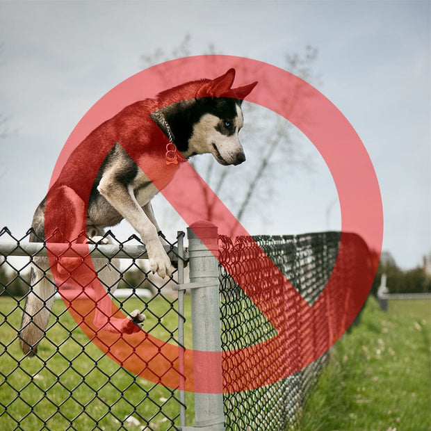 Dog Jumping Over Fence Afc16f1e E585 4ea6 Abce 6bc8f21837fa 620x ?v=1579557808