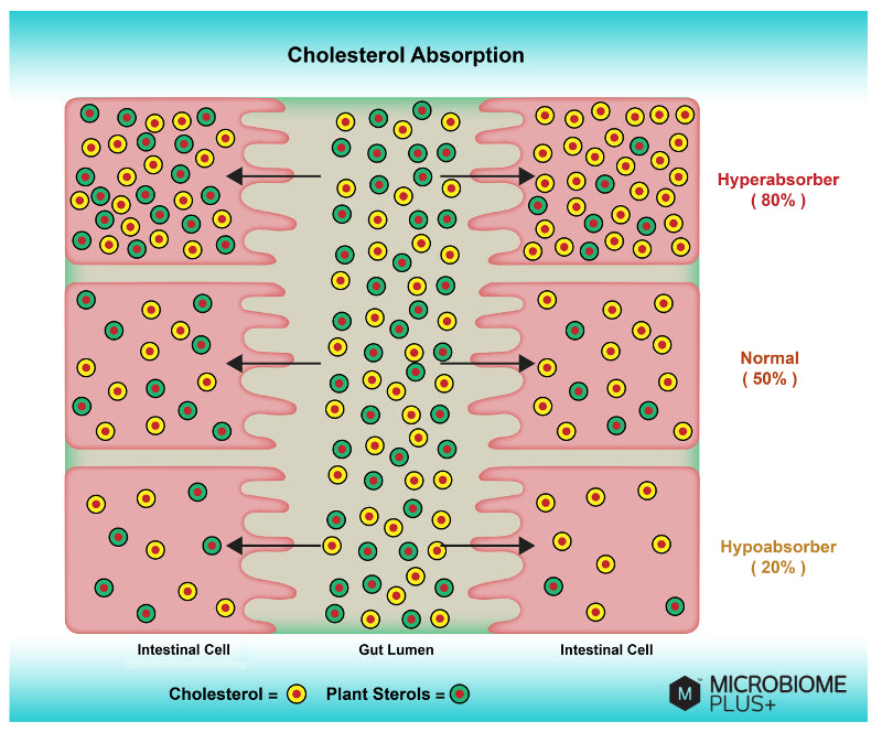 Cholesterol Hyper-Absorbers