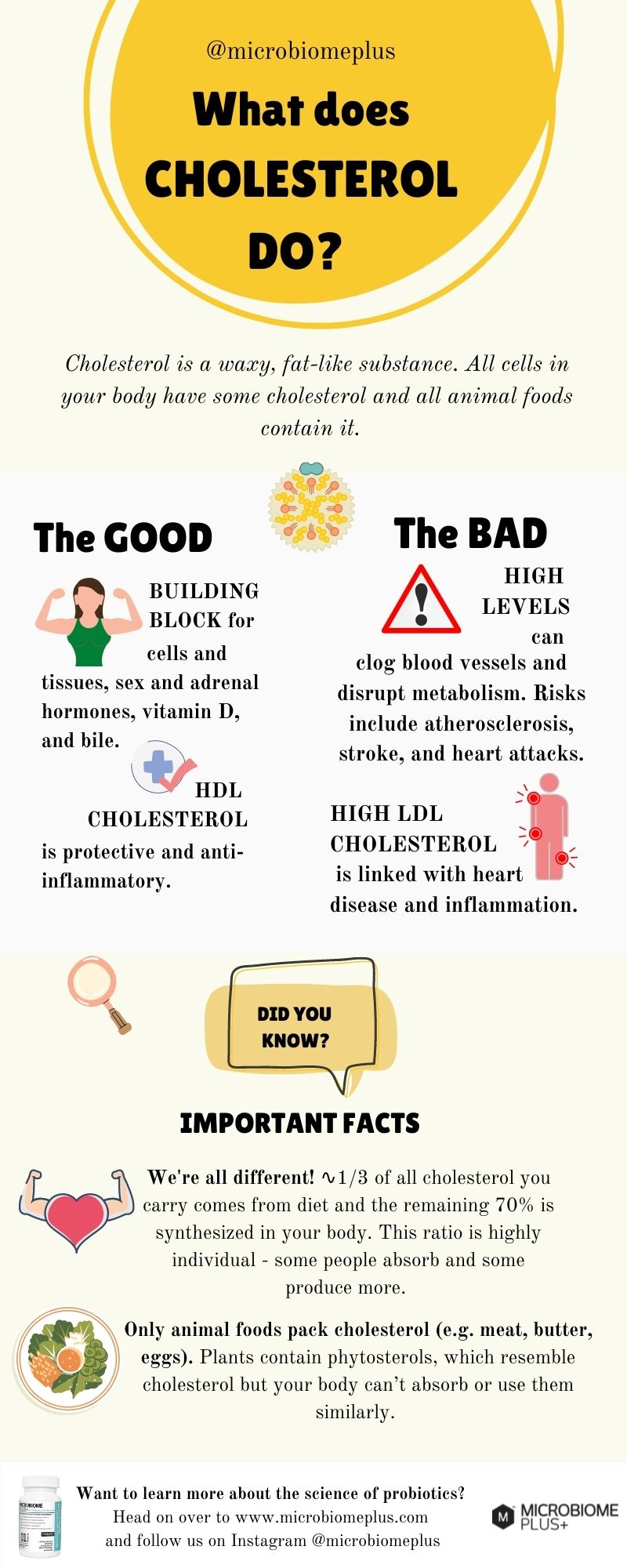 What is cholesterol and what does it do Infographic 