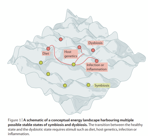 Gut microbiome energetics