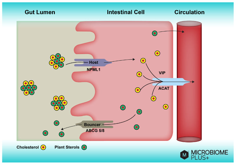 Intestinal Cell Transporters and Plant Sterols