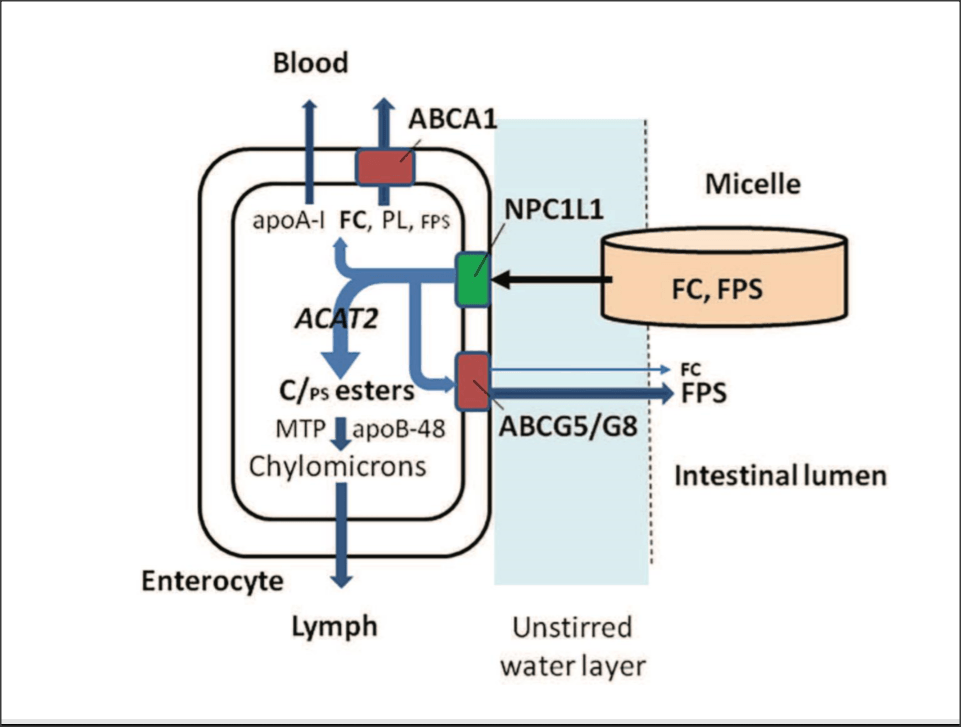  carried through by a micelle 