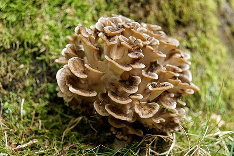 maitake