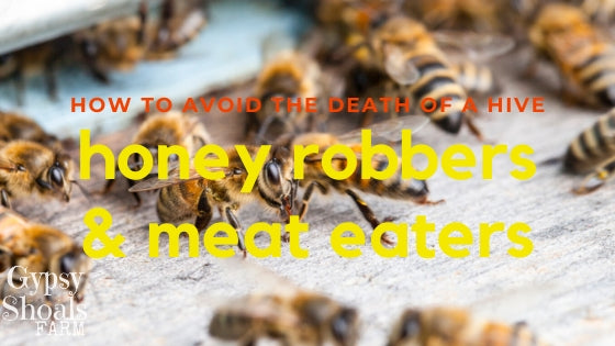 3. how to prevent honey robbing wasps and yellow jackets beekeeping