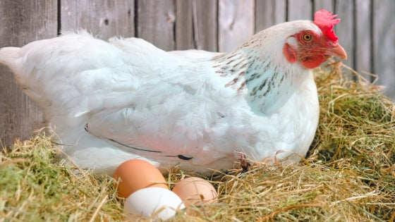 a broody hen caring for her eggs in chicken nest box