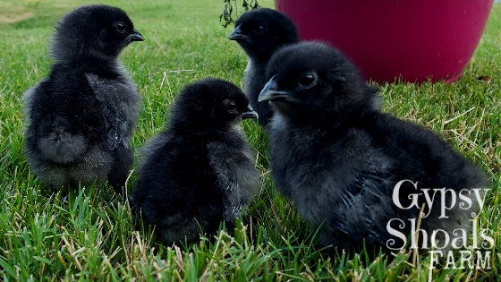 ayam cemani baby chicks gypsy shoals farm