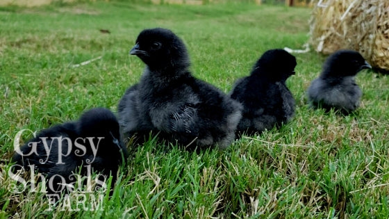 ayam cemani baby chicks hatched naturally broody hen gypsy shoals farm