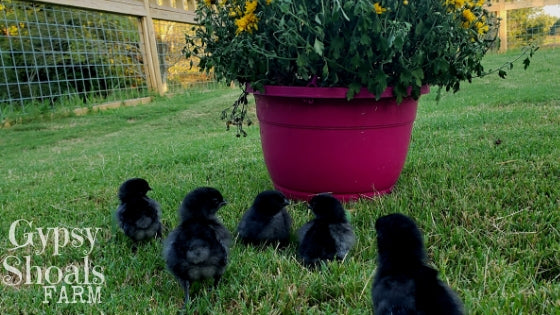 ayam cemani baby chicks with flowers safe for chickens