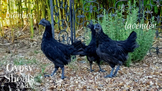 ayam cemani chickens bamboo and lavendar safe plants for poultry gypsy shoals farm