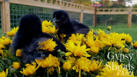 ayam cemani chicks with flowers non toxic plants for chickens poultry education