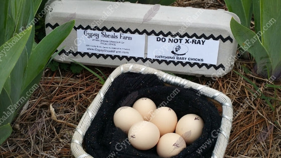 ayam cemani egg color hatching chicks gypsy shoals farm