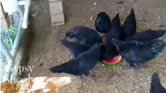 ayam cemani juveniles enjoying watermelon safe treat for chickens gypsy shoals farm 