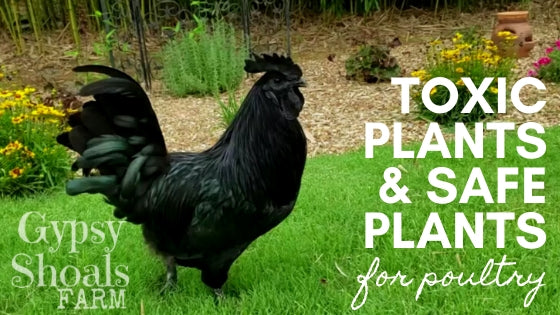 ayam cemani rooster safe plants and toxic plants for poultry backyard chickens gardening