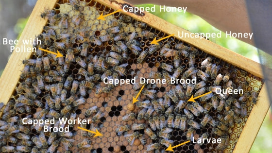 bee brood chamber frame with labelled types
