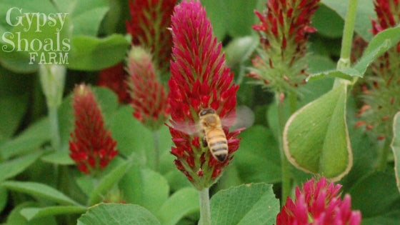 beekeeping crimson clover honeybee