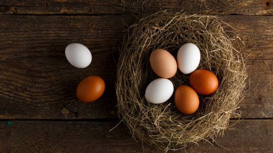 broody hen hatches any eggs variety in poultry nest box