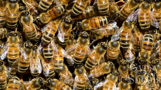 cluster of honey bees working frame foundations of the beehive