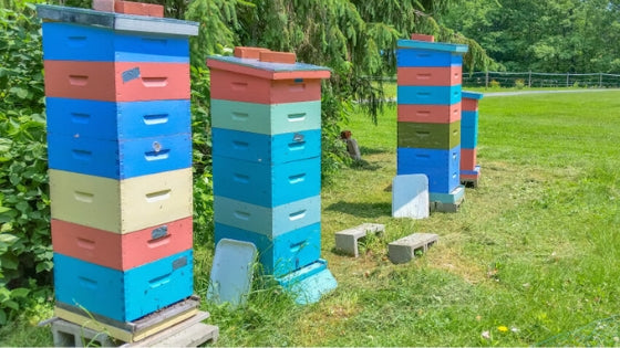 examples of langstroth beehives