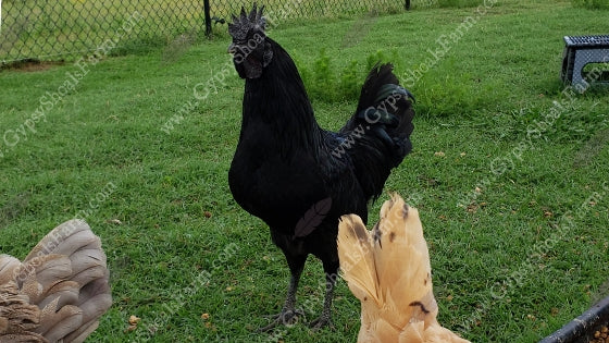 gypsy shoals farm ayam cemani all black chicken