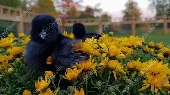 gypsy shoals farm ayam cemani breeder baby chicks for sale all black chicken