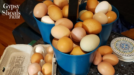 gypsy shoals farm ayam cemani chicken hatchery eggs in baskets