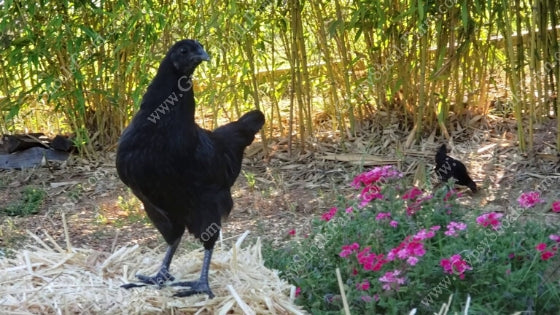 gypsy shoals farm ayam cemani  hen and chicks all black chicken