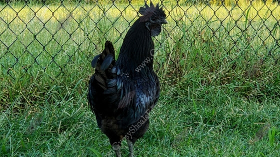 gypsy shoals farm ayam cemani rooster all black chicken