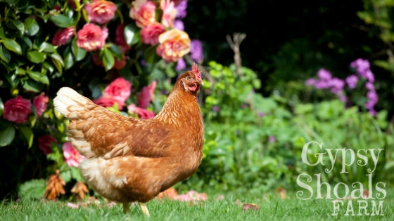hen and roses non toxic flowers safe for backyard chickens