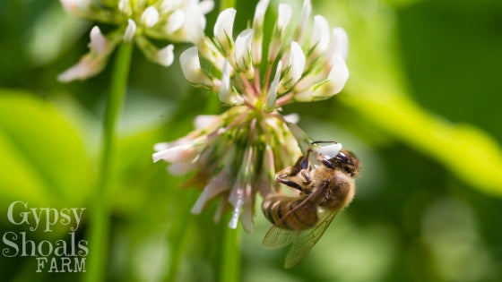 honey bees favor white clover for nectar and pollen