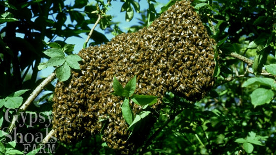 honeybee swarm clustered on tree branch