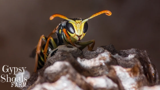 how to treat wasps and yellow jackets in beehives