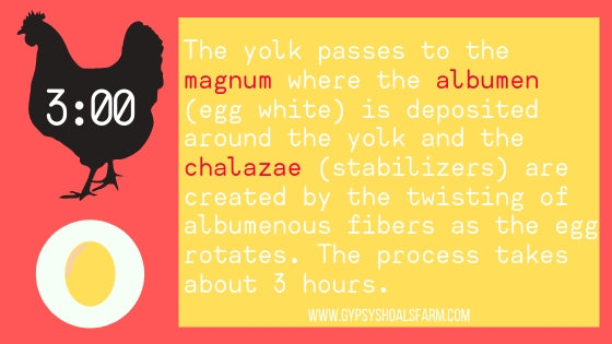 infographic albumen oviduct how a chicken makes an egg