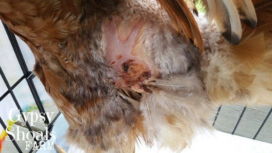 rooster spur injury to hen under wing