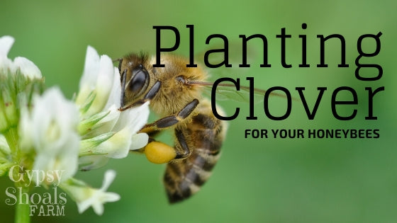 planting clover for honey production