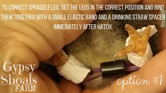 poultry spraddle leg treatment