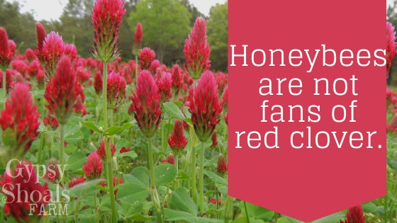 red clover and honey bees beekeeping education