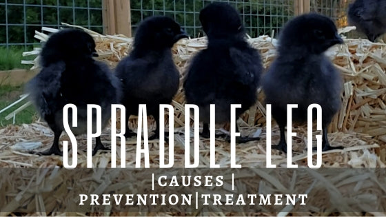 spraddle leg causes prevention and treatment poultry health