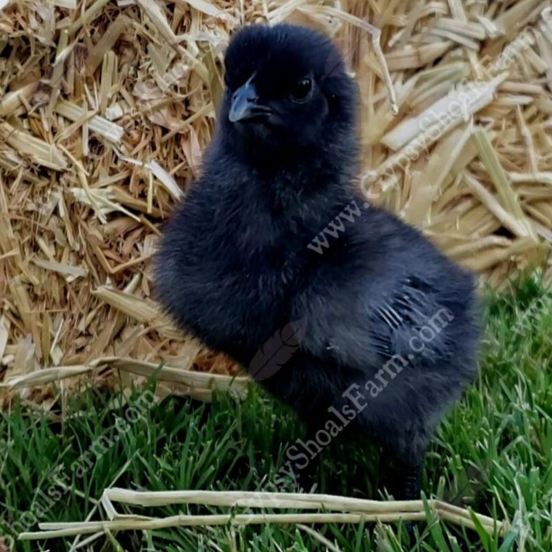 Ayam Cemani Chicks for Sale | Ayam Cemani Breeder | Gypsy Shoals Farm
