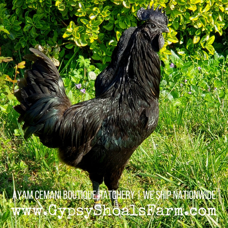 ayam cemani hatching eggs